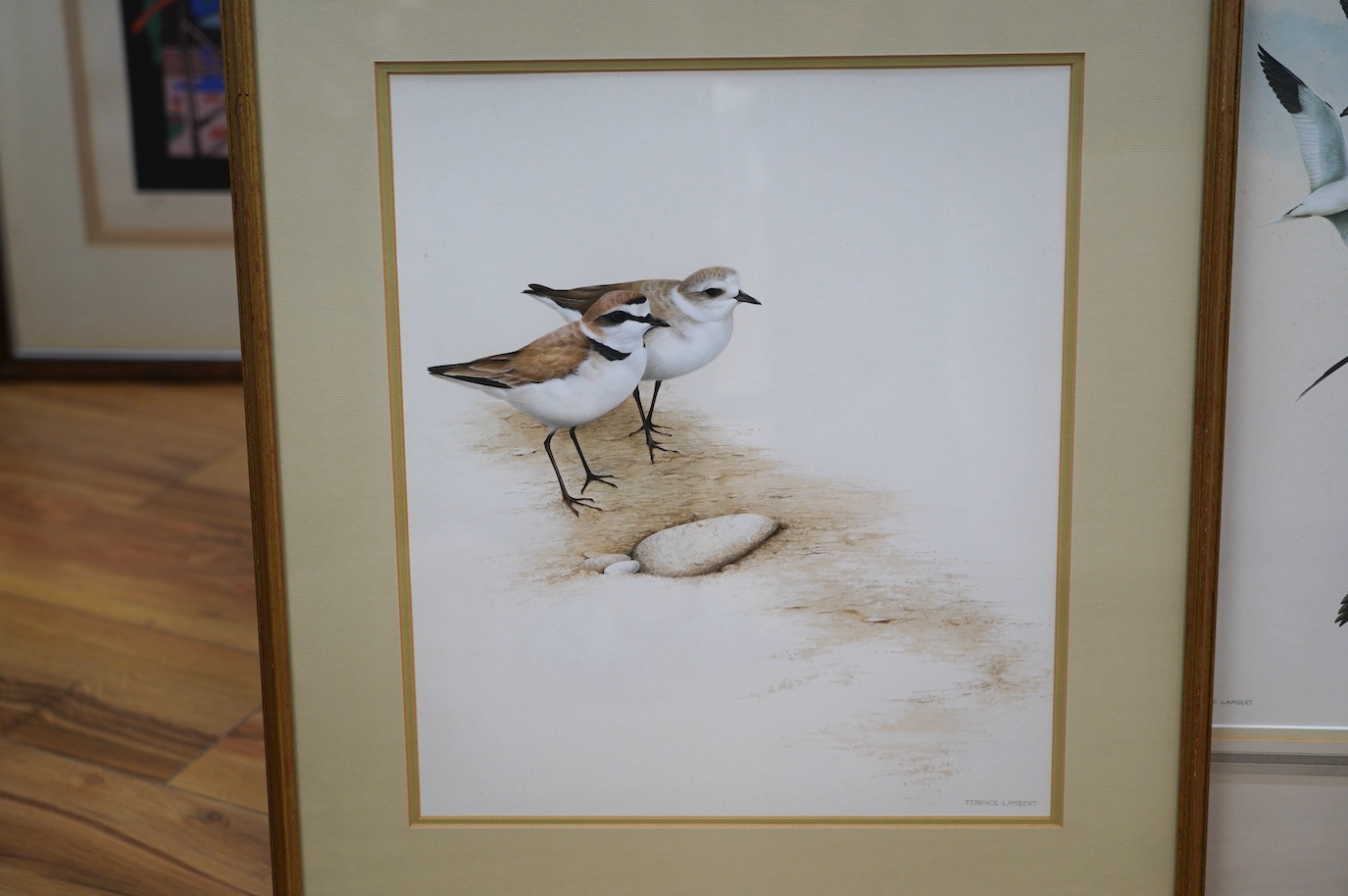 Terence Lambert (b. 1951), three watercolours, Birds including ‘Moor Hen’ and ‘Gannets in Flight’, each signed, gallery labels verso, largest 42 x 30cm. Condition - poor to fair, one foxed throughout